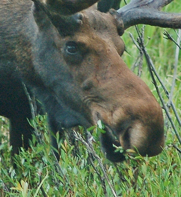 moose on the Trail Ridge Road
